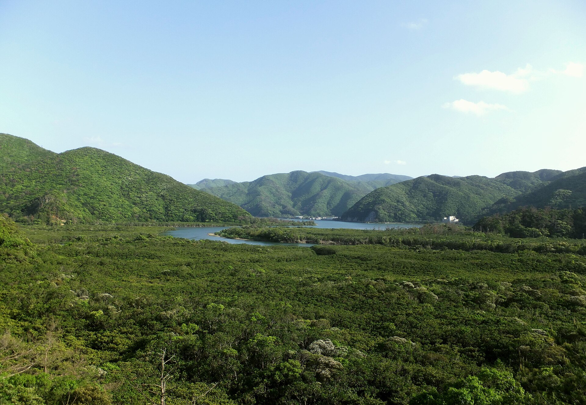 奄美大島 マングローブ原生林の実写写真。訪問前のイメージ確認用。