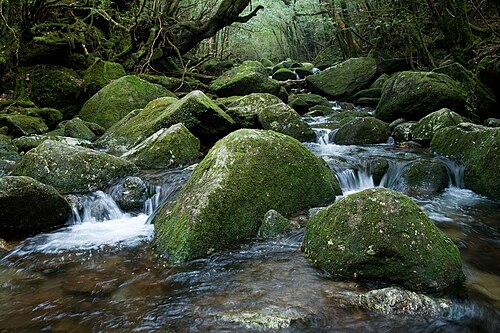 屋久島 白谷雲水峡の別アングルを確認できる実写写真 1