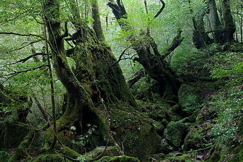 屋久島 白谷雲水峡の別アングルを確認できる実写写真 2